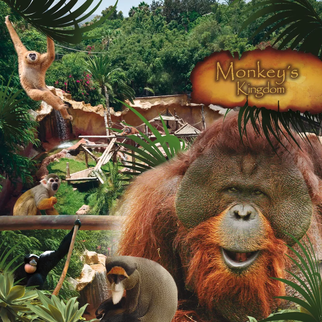 [JUNGLEPARK] Entrada