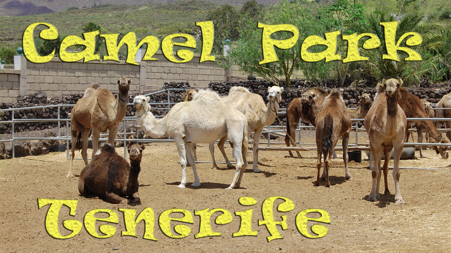 foto-54-camel_park.jpg