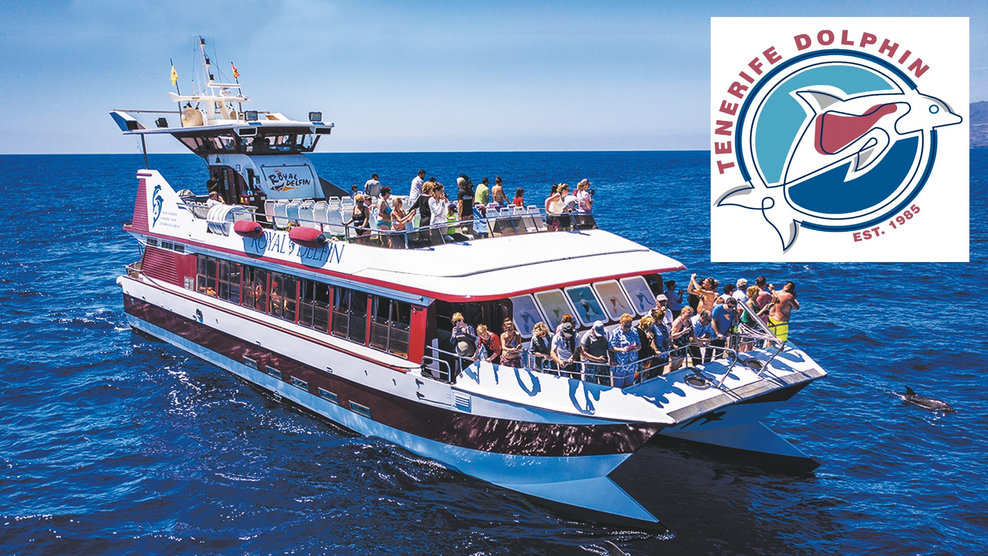 Tenerife Royal Dolphin